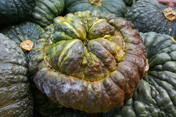 Fototapeta na wymiar Green eatable Pumpkin with lots of structures