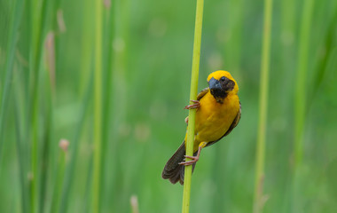 Birds that are yellow in nature  (Asian Golden-Weaver)