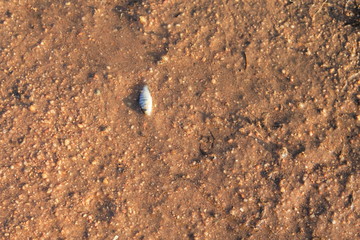 sea shell on the beach