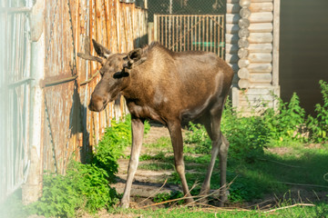 Moose closeup at the zoo