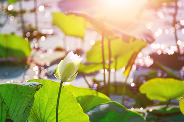 Closeup Beautiful pink lotus flower in pond.
