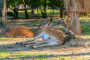 A beautiful young spotted deer lies on the ground at the zoo on a Sunny day