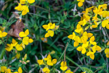 Background of yellow Lotus corniculatus flowers close up