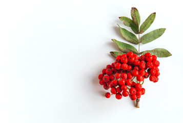 isolated one brush a bunch of red rowan berries and leaves on a white background