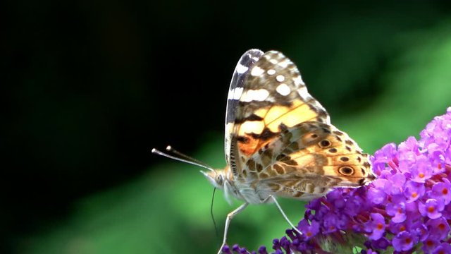 Monarch butterfly (Danaus plexippus) sucks on a flower of the butterfly bush (Buddleja davidii)
