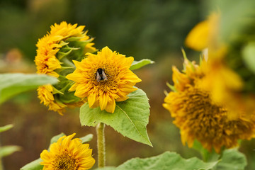 A bee sits on a sunflower in the summer. Bumblebee sits on a sunflower. A bee among the sunflowers.