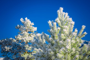 Spruce and pine covered by snow against blue sky. Snow lies on branches of spruce, close-up, space for text. Frosty Christmas tree outdoors. Winter bright background with pine branch in frost.