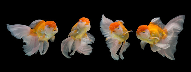 Collection of goldfish isolated on black background.