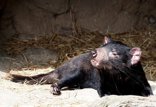 Tasmanischer Beutelwolf