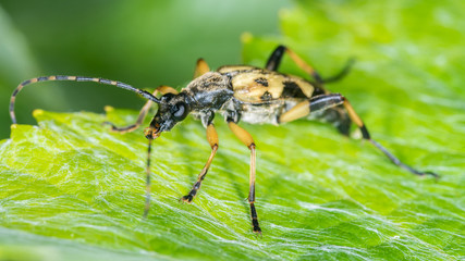 Gefleckter Schmalbock