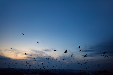 flock of crows flying over the city in the evening