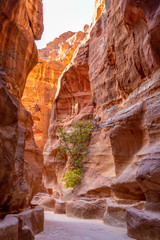 Sik canyon. It is the entrance to Petra (ancient city). Petra is the main attraction of Jordan. Petra is included in the UNESCO heritage list.