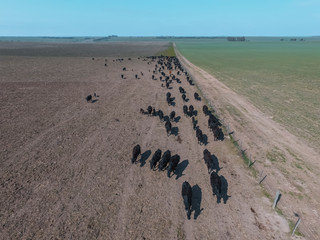 Herd of cows in the pampas field,Argentina