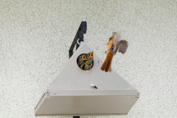 Oiseaux rouge-queue a front blanc donnent la becté a ces petits © Daniel Illam