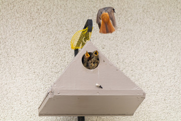 Oiseaux rouge-queue a front blanc donnent la becté a ces petits