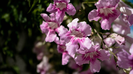 Obraz premium rose flower 