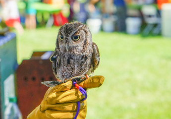 owl standing on a gloved hand	