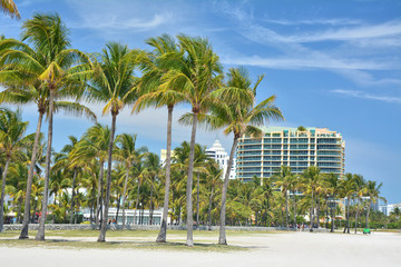 Palm trees on the beach in Miami Beach.