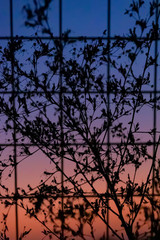 A view through the net on plant silhouettes against a colorful sunset sky. Israel