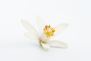 Single lemon flower ingredient - 292898869