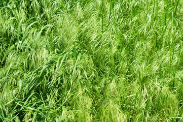Wild Green grass texture as background image