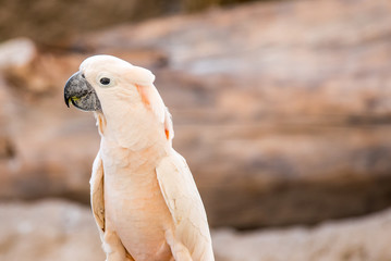 parrot cockatoo with pink plumage eating a grape