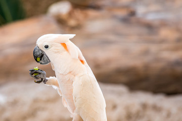 pink-feathered cockatoo with a piece of grape in its beak and holding another piece in his strong claws