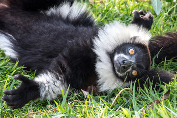 Fluffy black and white lemur surprised, lying on a carpet of greenery, showing his belly with open arms