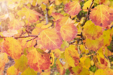 Naklejka na ściany i meble Birch with yellow and red leaves. Autumn branch leaves.