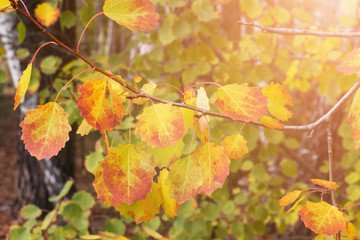 Fototapeta premium Autumn branch leaves. Birch with yellow and red leaves