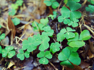 Green leaves of clover.