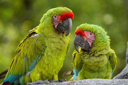 couple de perroquets
