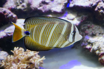 Naklejka na ściany i meble Close up of a swimming tropical marine fish