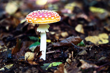  Red toadstool in the forest.