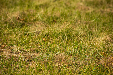 Mowed green grass is close, soft focus