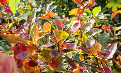 Autumn bushes with red and yellow leaves.