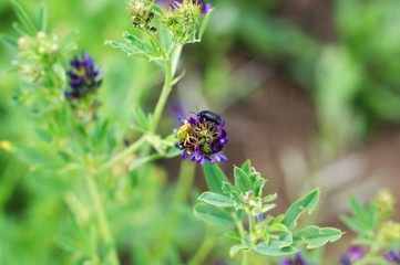 Meadow plant blue little flowers close up