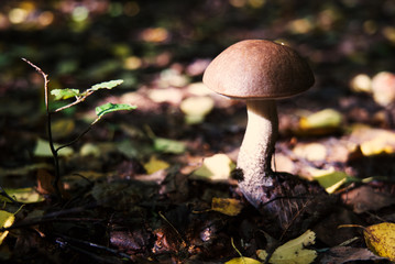 Mushroom - boletus - in the forest.
