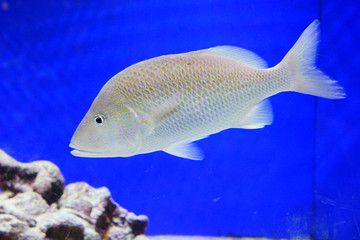 Fototapeta premium Close up of a swimming tropical marine fish