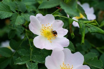Wild roses pink bush close up macro green leaves