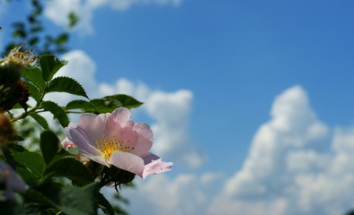 Wild roses pink bush close up macro green leaves