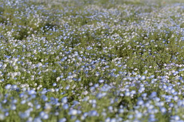 Obraz na płótnie Canvas Blue flowers on green background