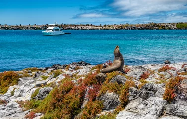 Foto op Canvas Sea lion on  Plaza Sur island  at  Galapagos, Ecuador. © borisbelenky