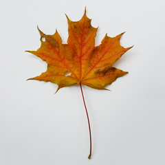 Autumn maple leaf on a white background.