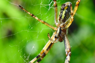 spider