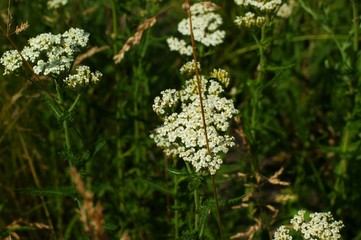 Obraz premium Romantic wild field of daisies with focus