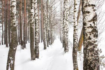 Winter forest, birch grove and snow. Alley among birches, blizzard.