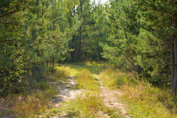 Pathway in pine forest.