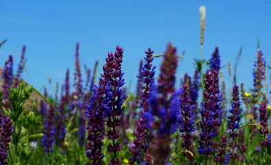 Meadow plant blue little flowers close up