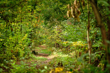 Beautiful trail in an idyllic deciduous forest in Germany in late summer in September with yellow and green leaves